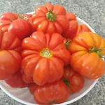 Ortensia Отель типа 