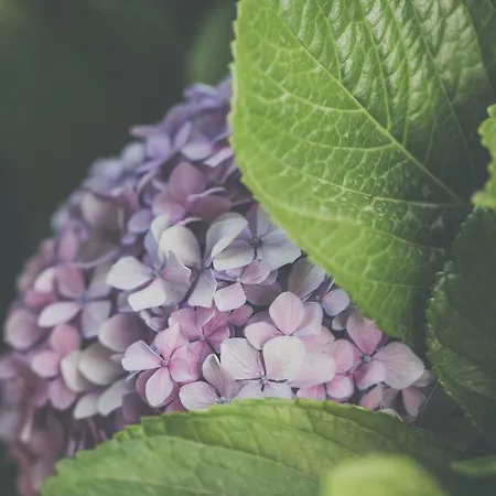 Ortensia Bed & Breakfast