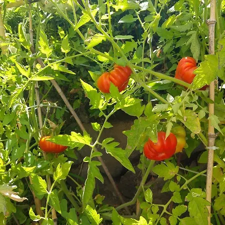 Bed and breakfast Ortensia Aci Castello